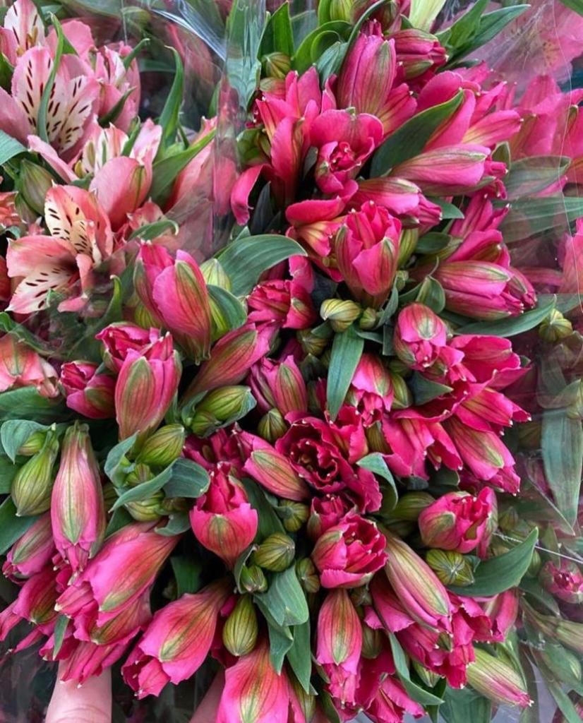 Альстромерия