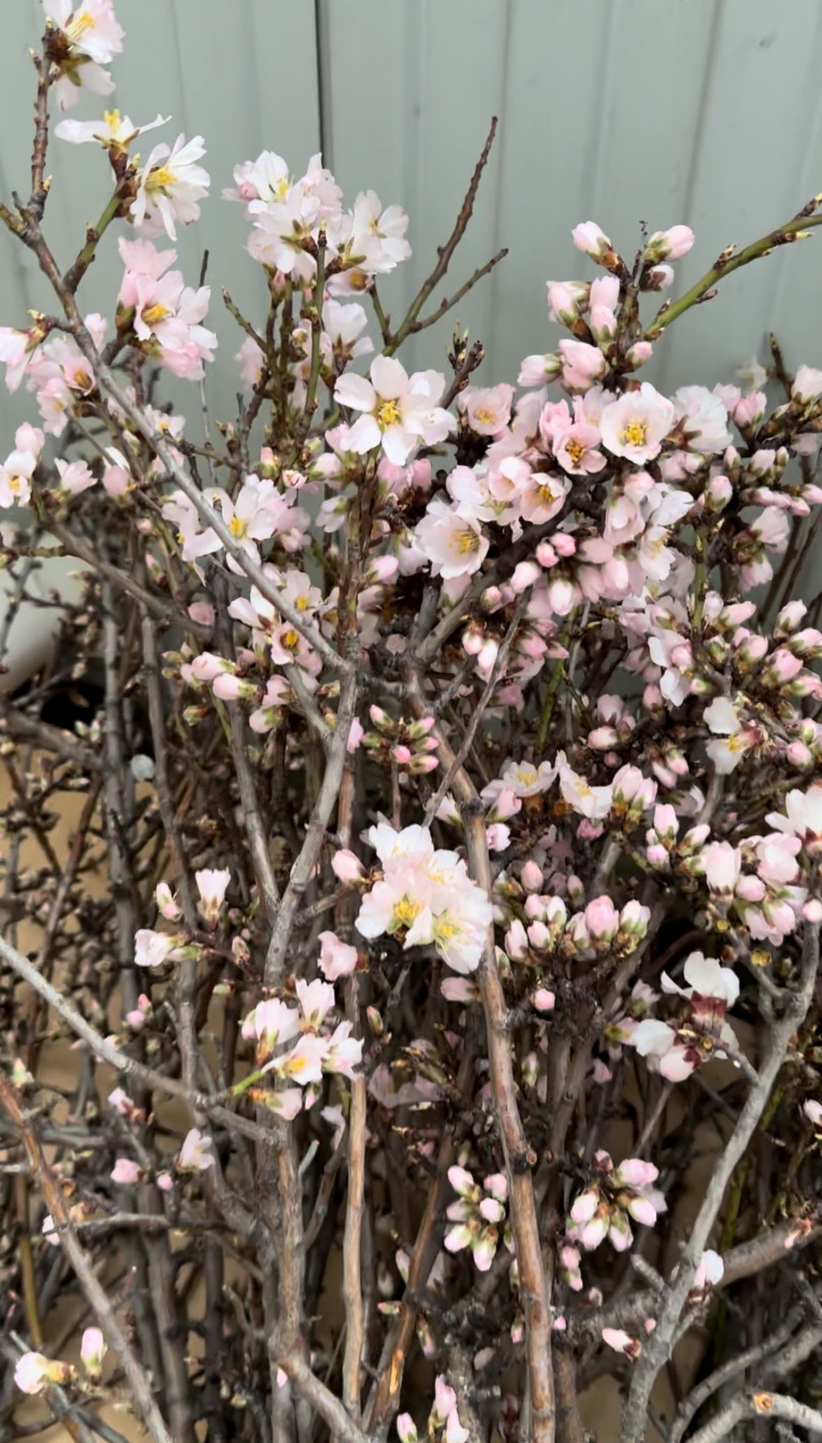 Цветущие ветки