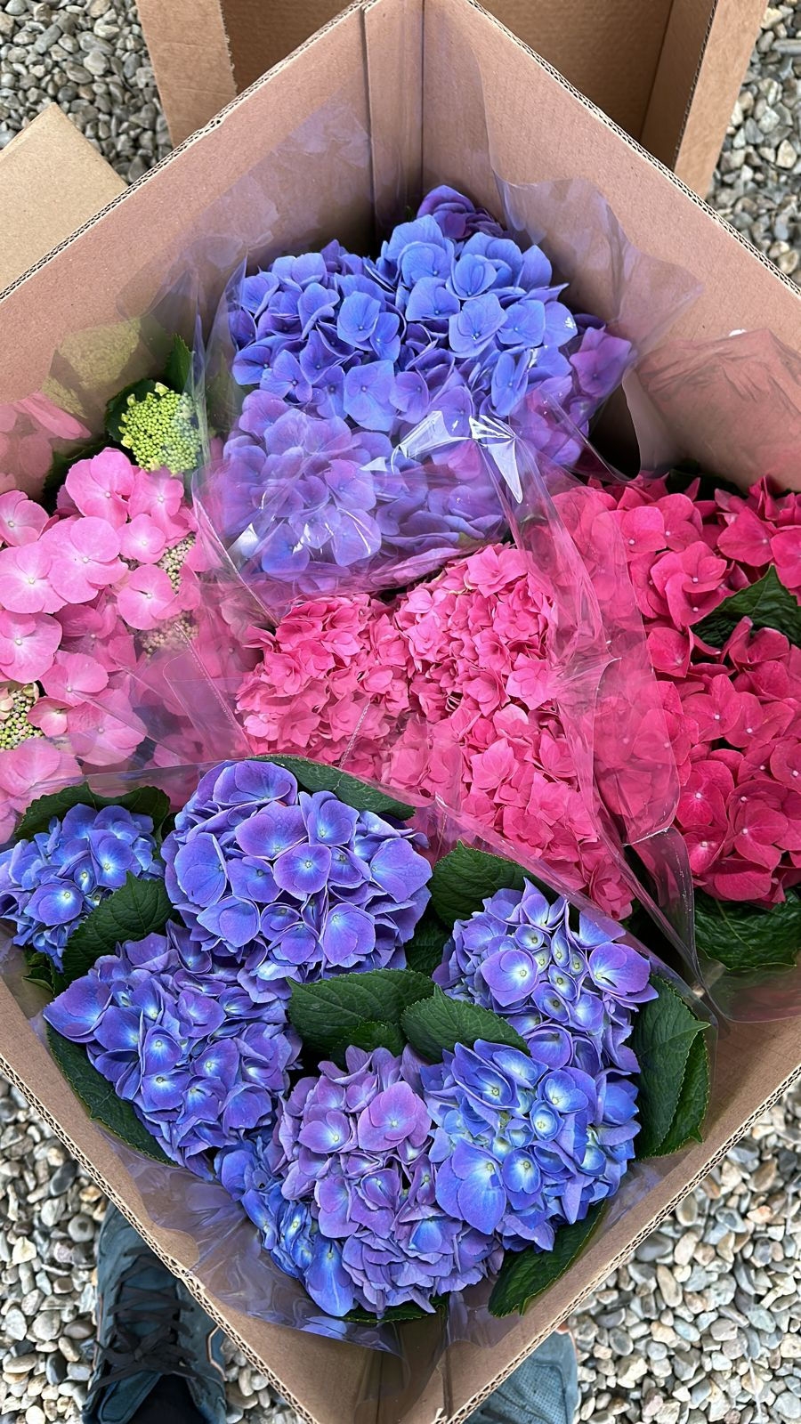 Гортензия в горшках