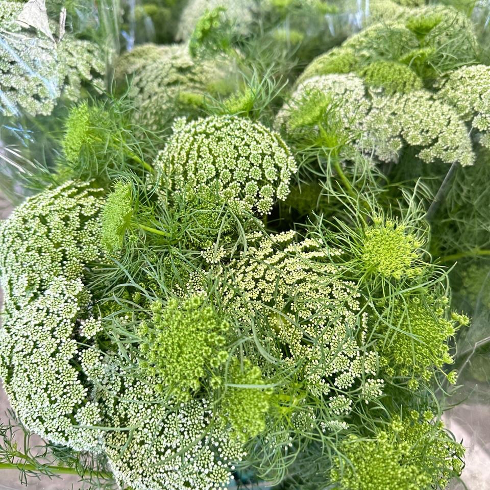 Амми