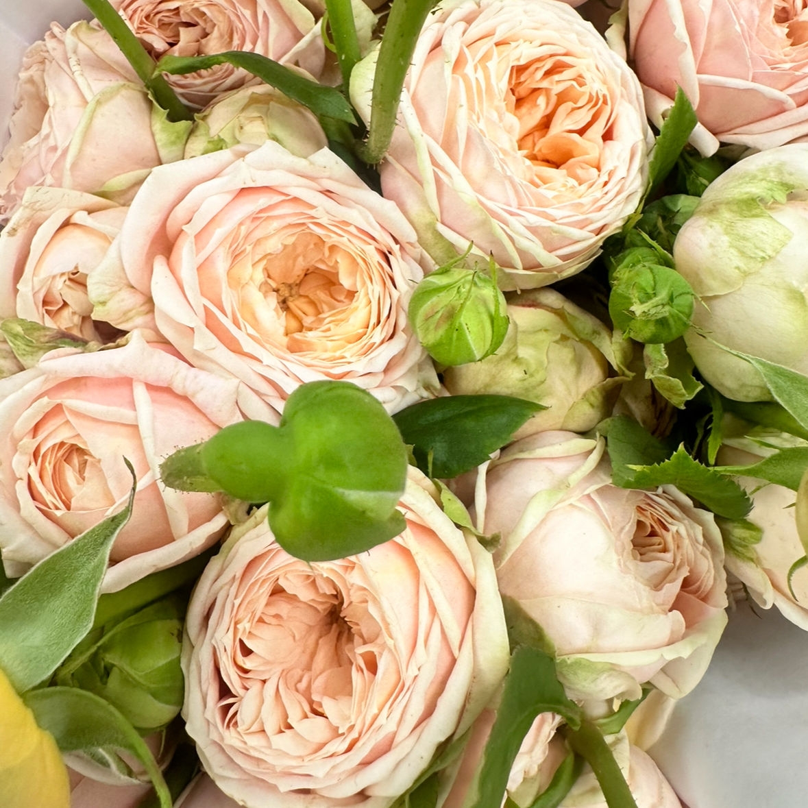 Роза кустовая пионовидная