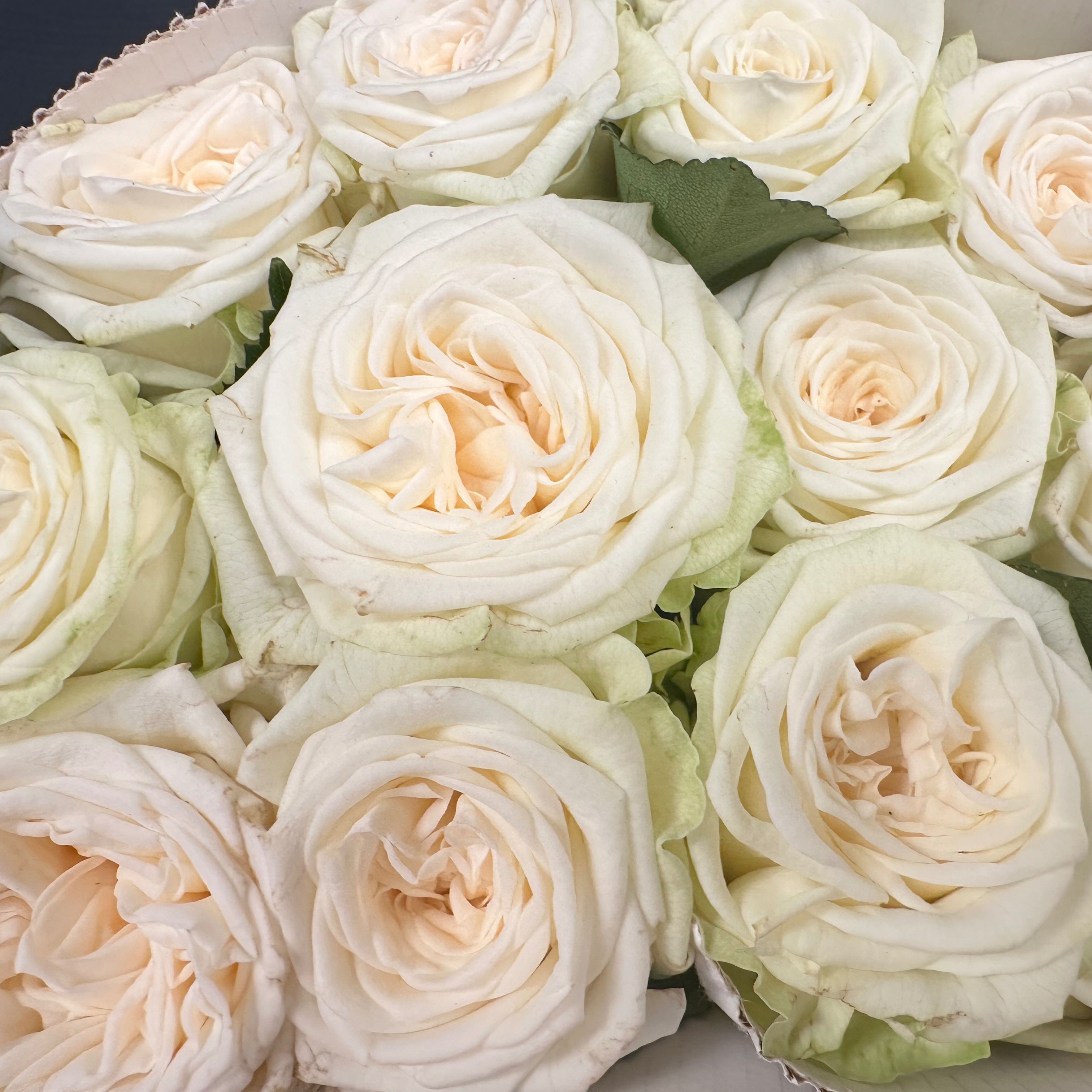 Роза одноголовая пионовидная