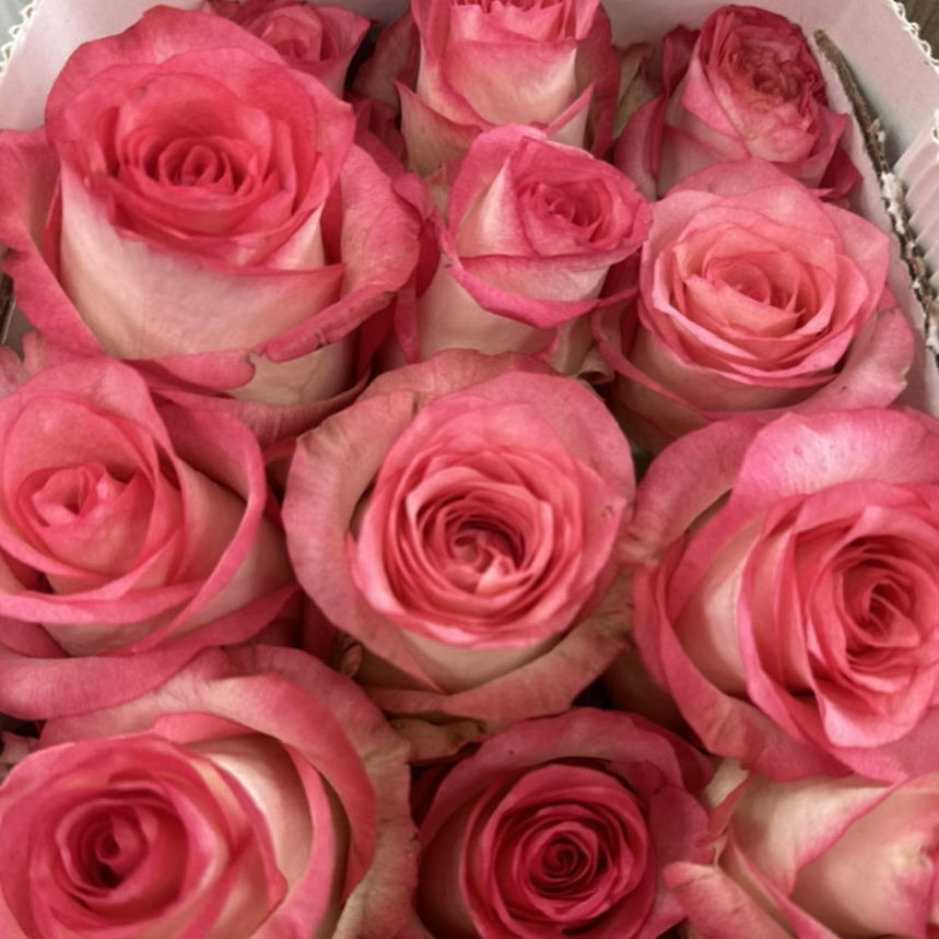 Роза одноголовая