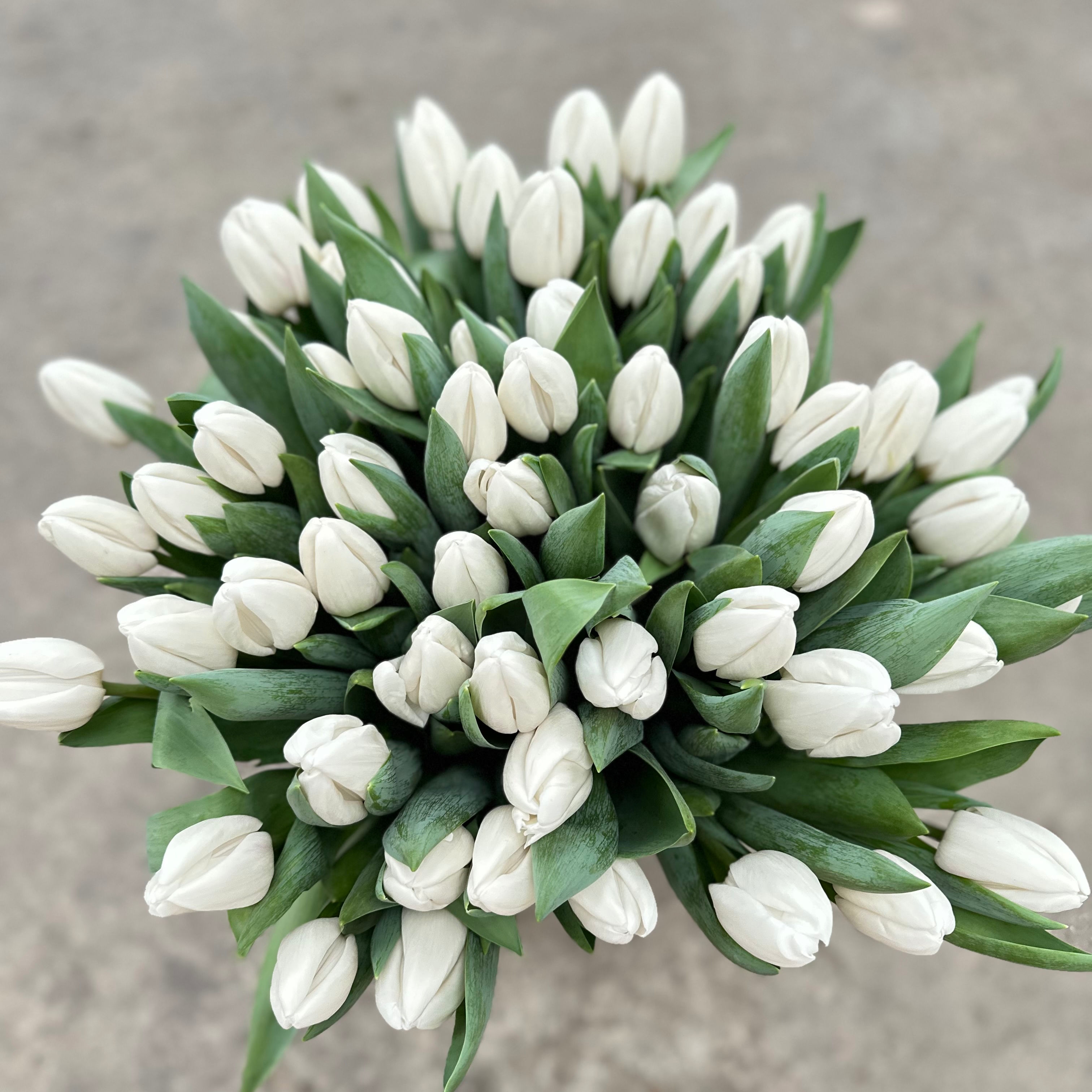 Тюльпаны гладкие