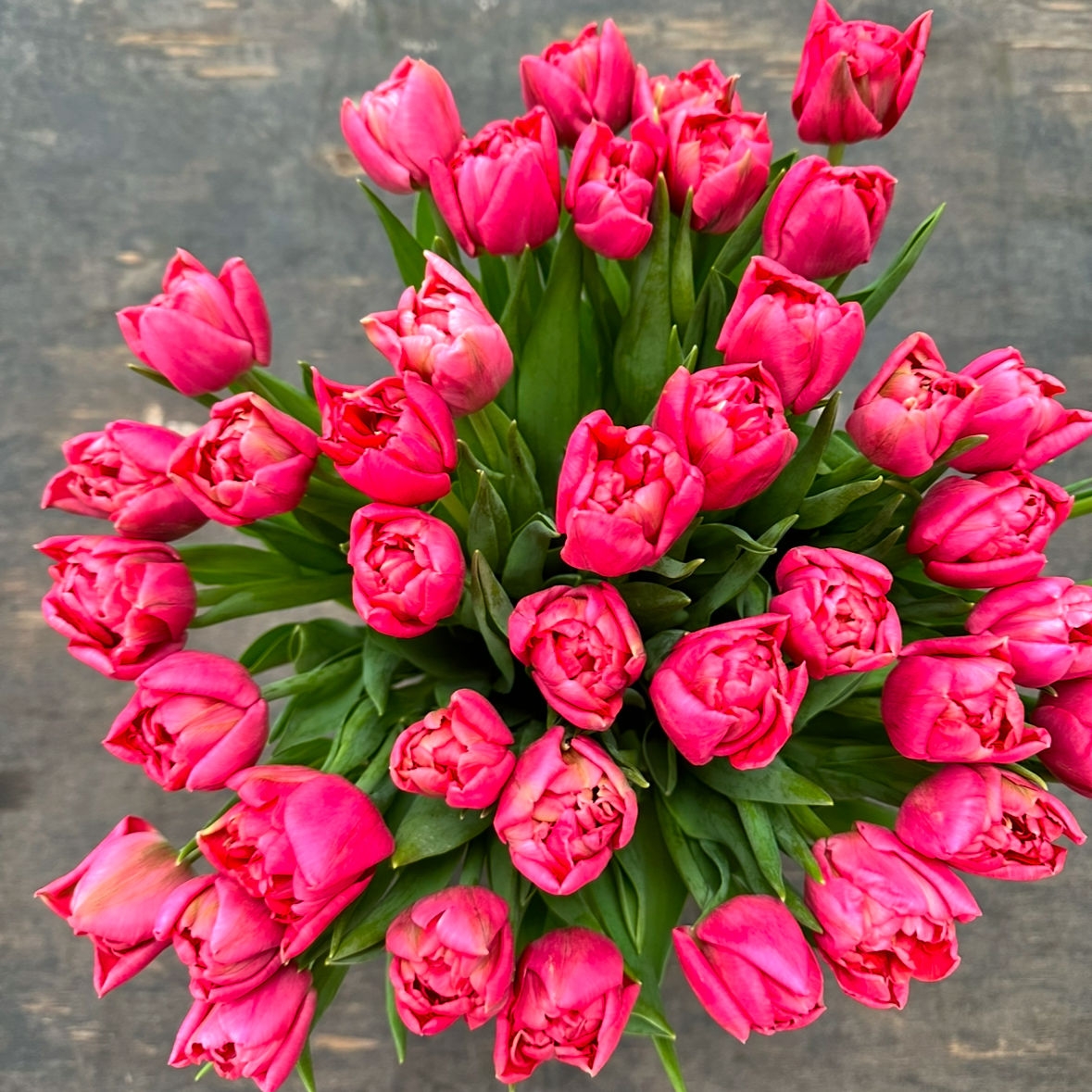 Тюльпан пионовидный 