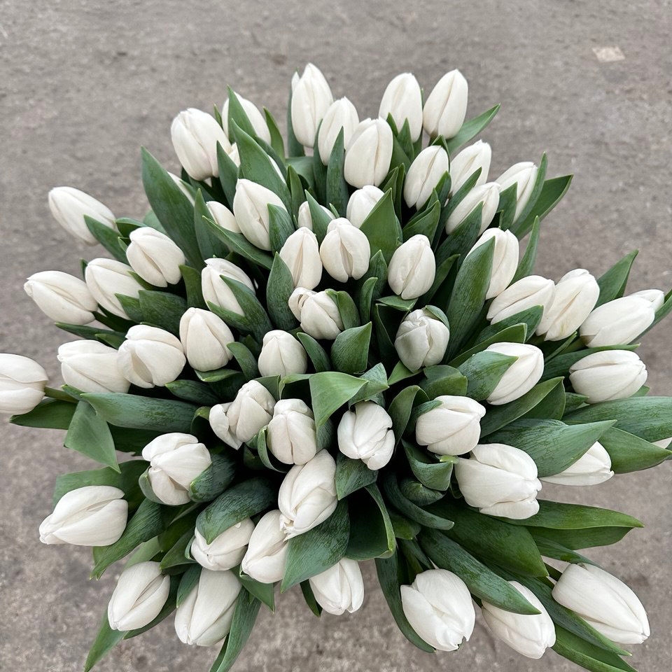 Тюльпан гладкий 