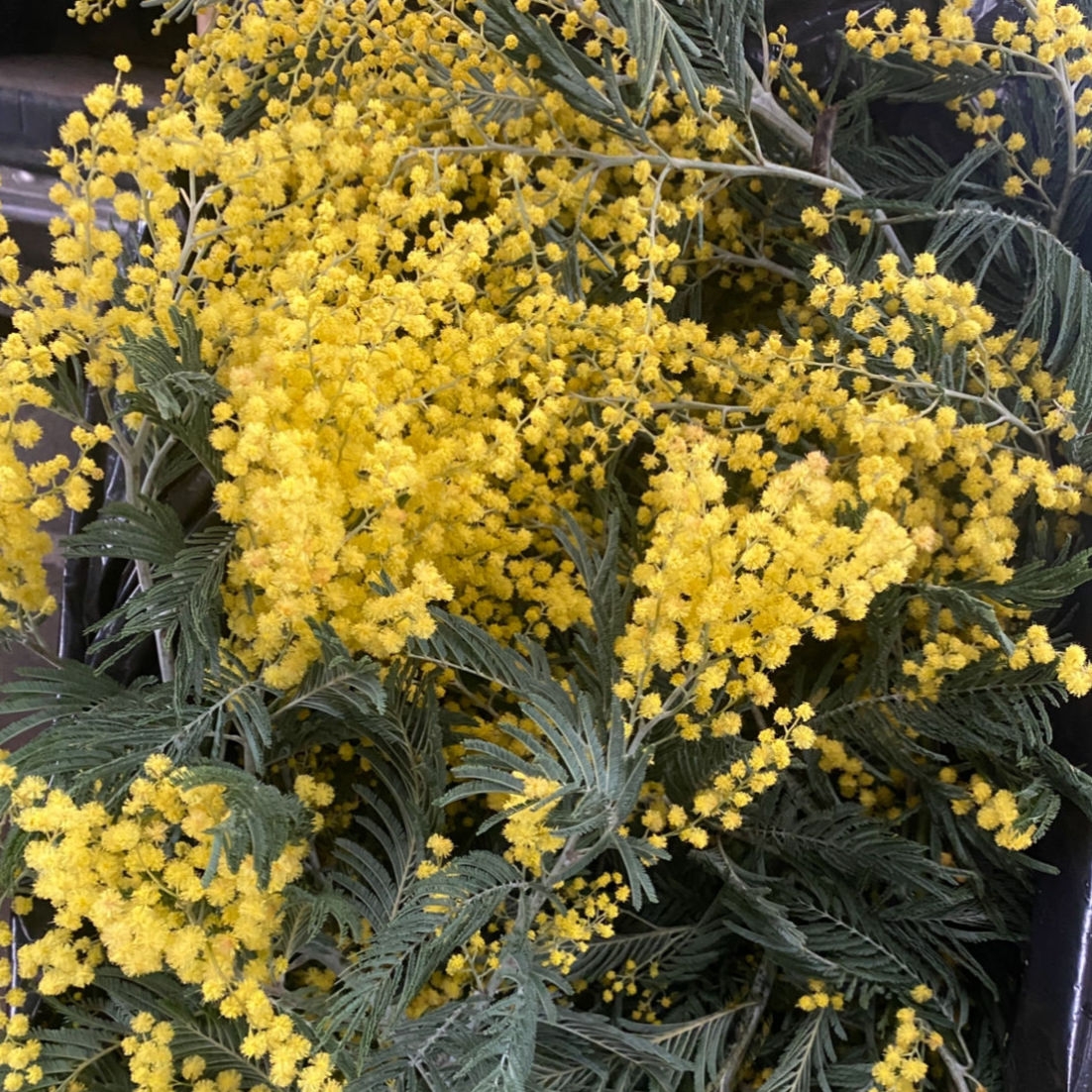 Мимоза Абхазия 