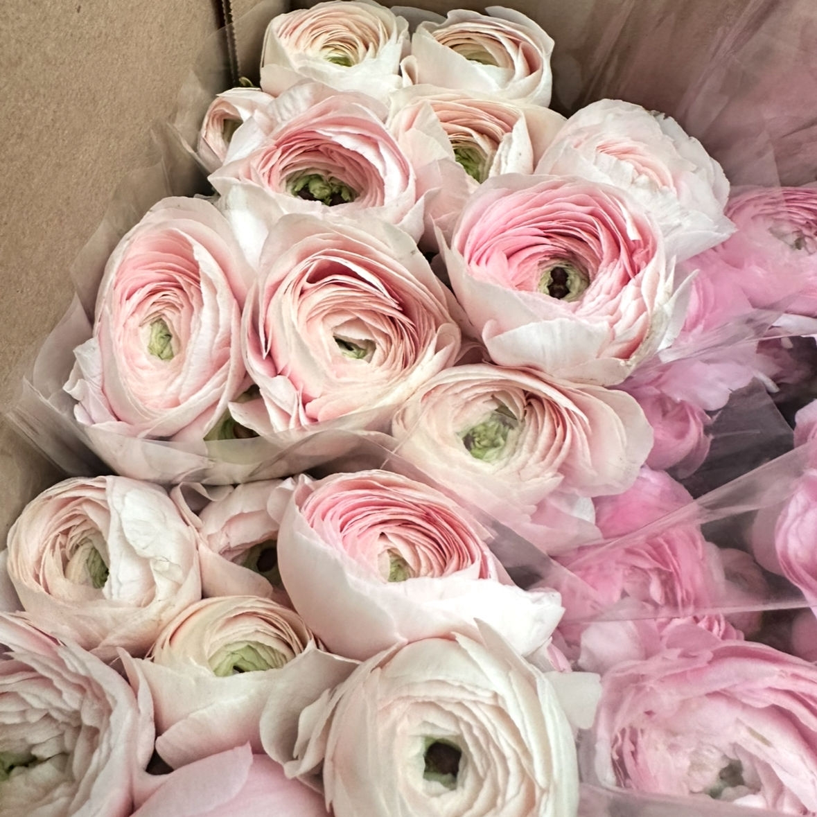 Ранункулюс