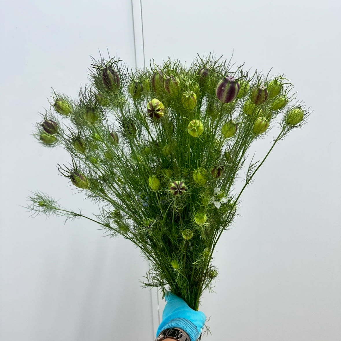 Нигелла коробочки