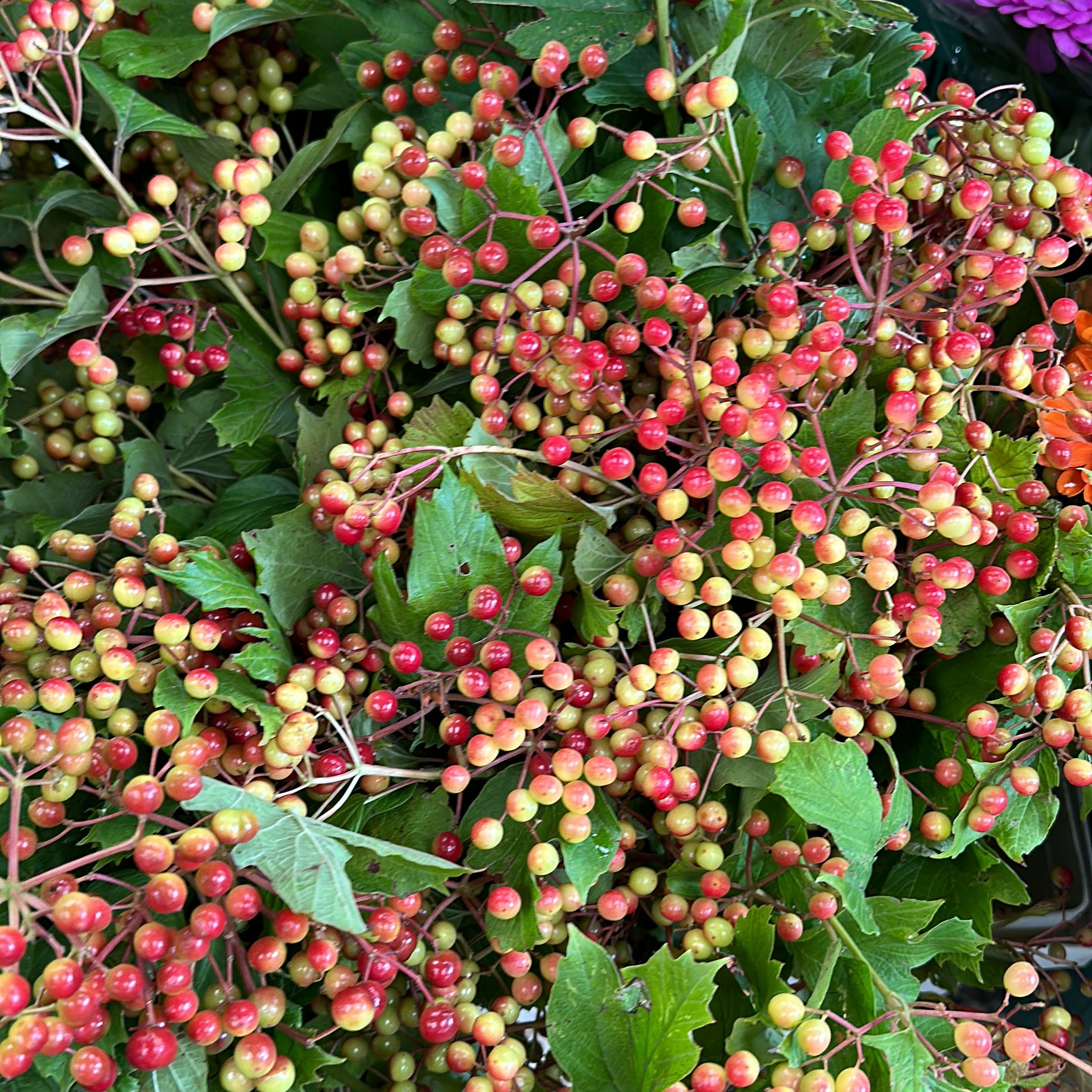 Калина с ягодами