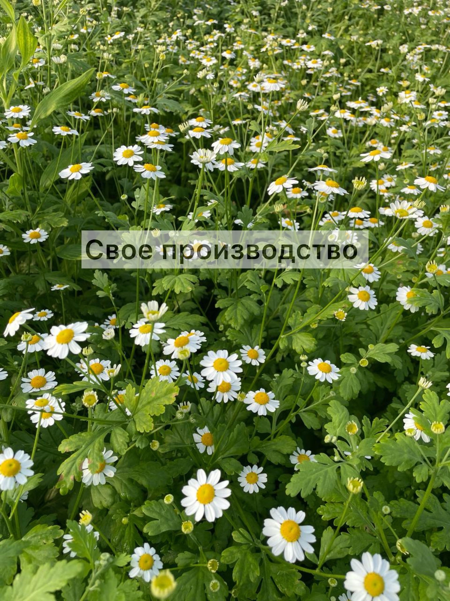 Тюльпаны белые