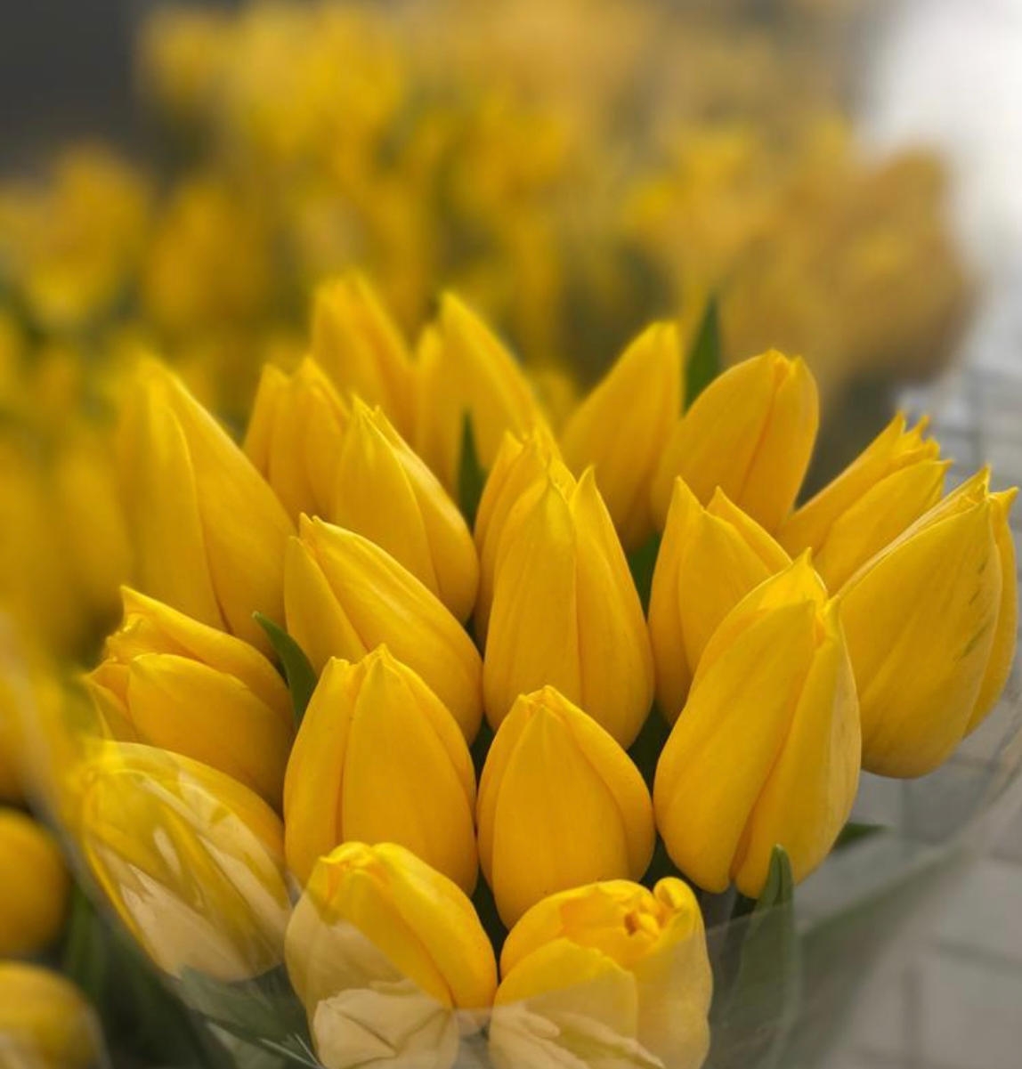 Тюльпаны гладкие предзаказ