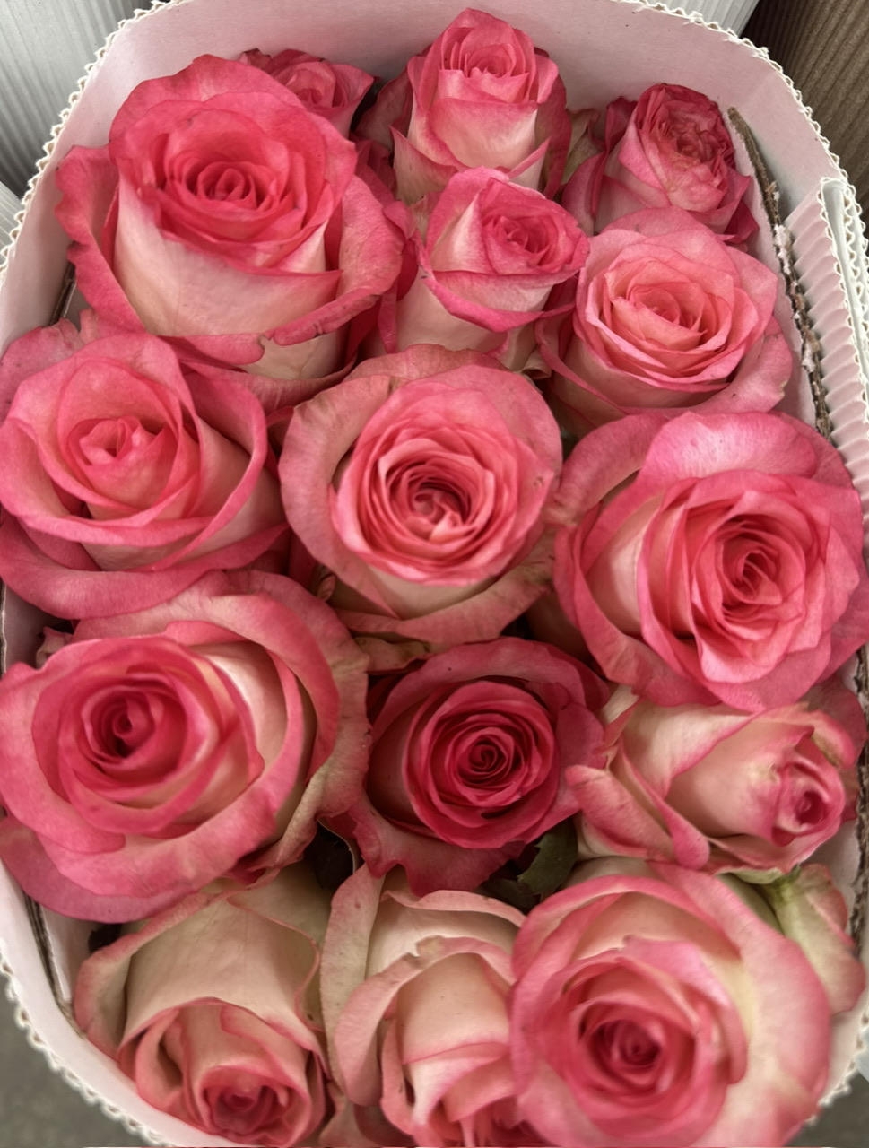 Роза одноголовая