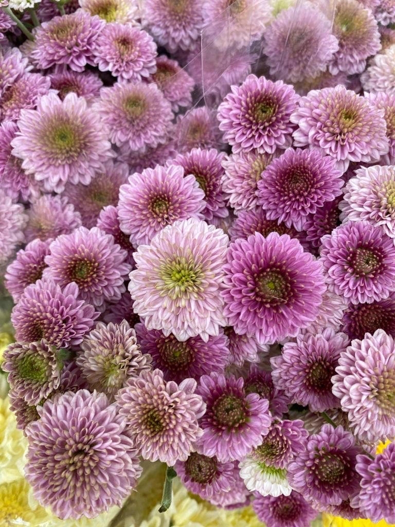 Хризантема кустовая