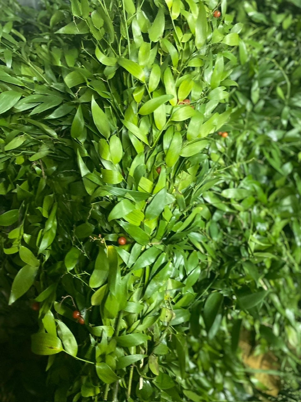 Рускус Итальянский