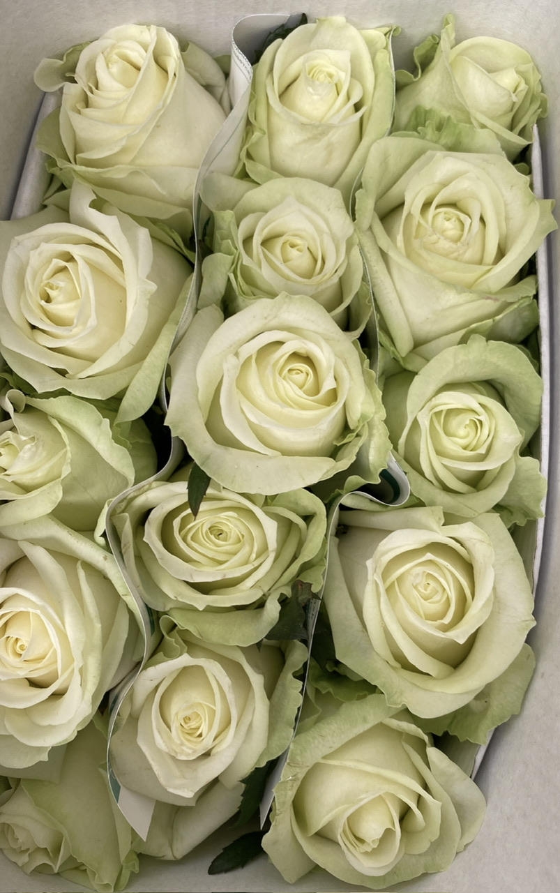 Роза одноголовая