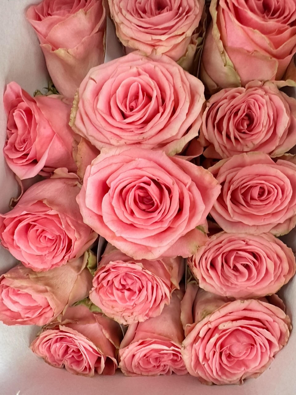 Роза одноголовая