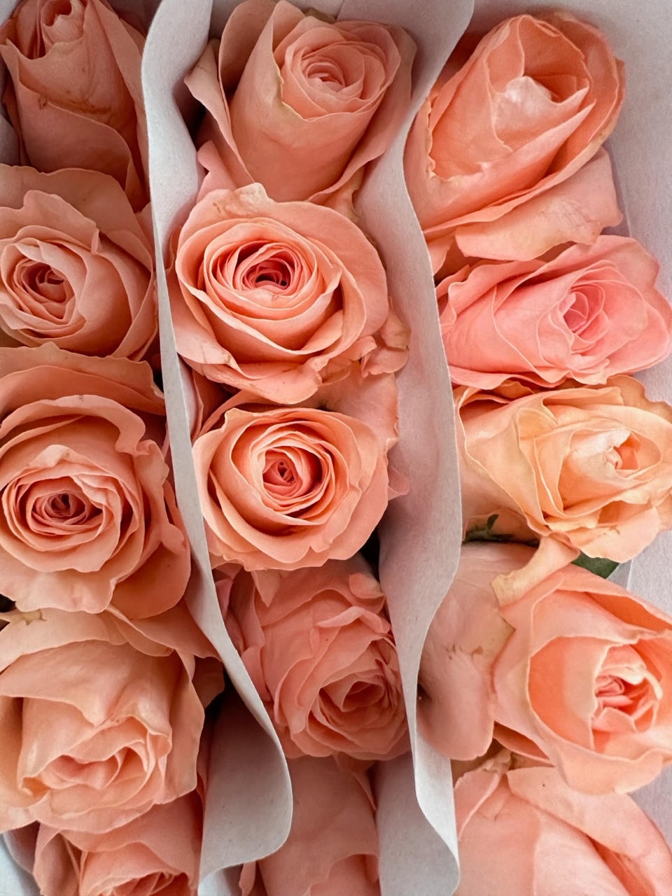 Роза одноголовая