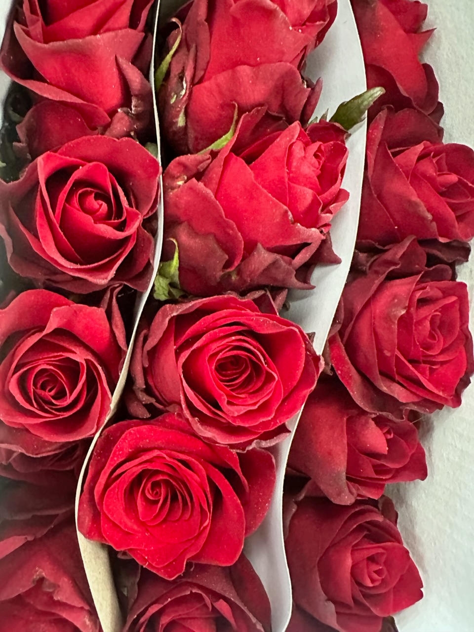 Роза одноголовая