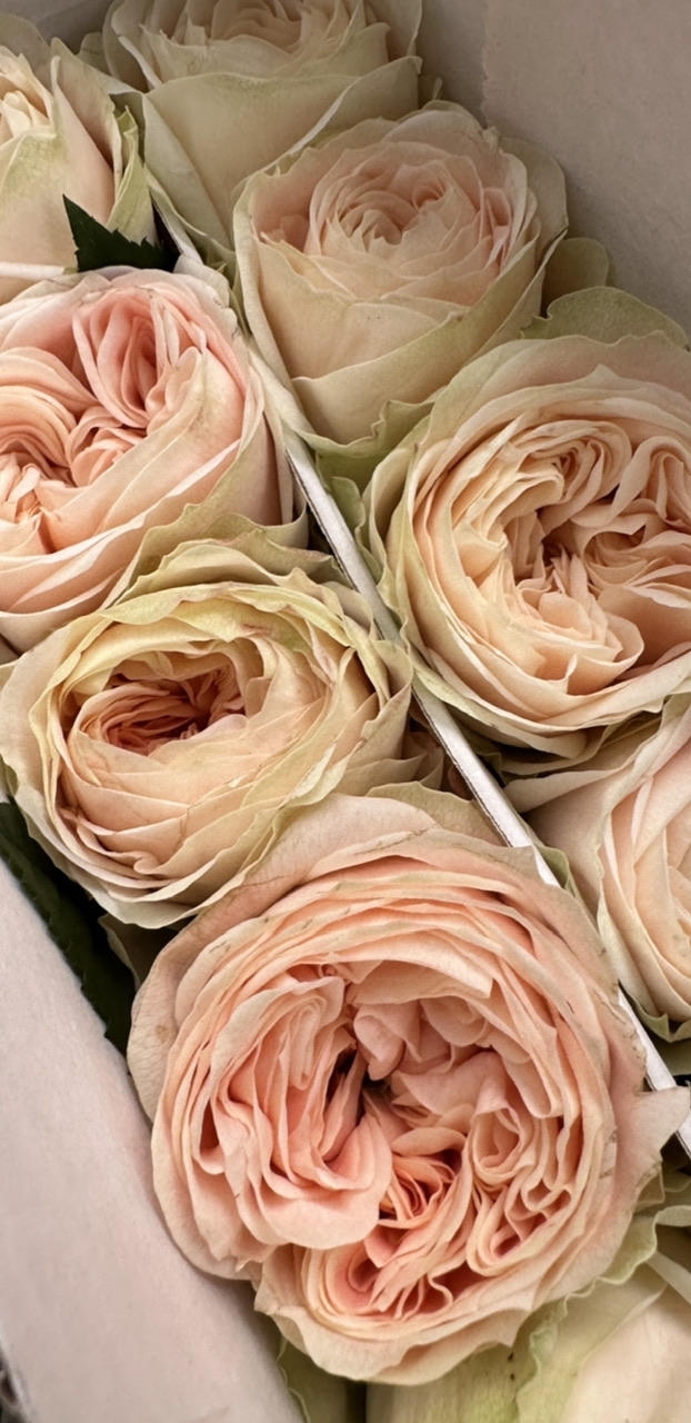 Роза одноголовая пионовидная