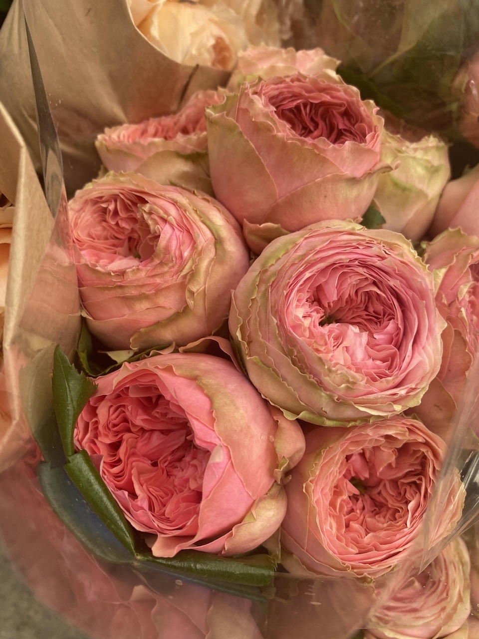 Роза одноголовая пионовидная