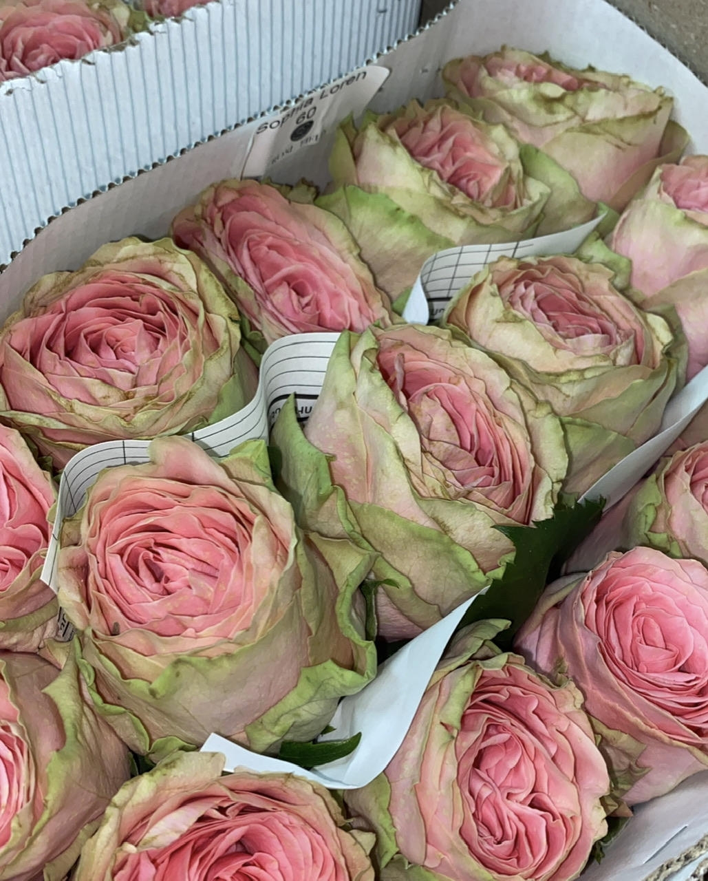 Роза одноголовая пионовидная