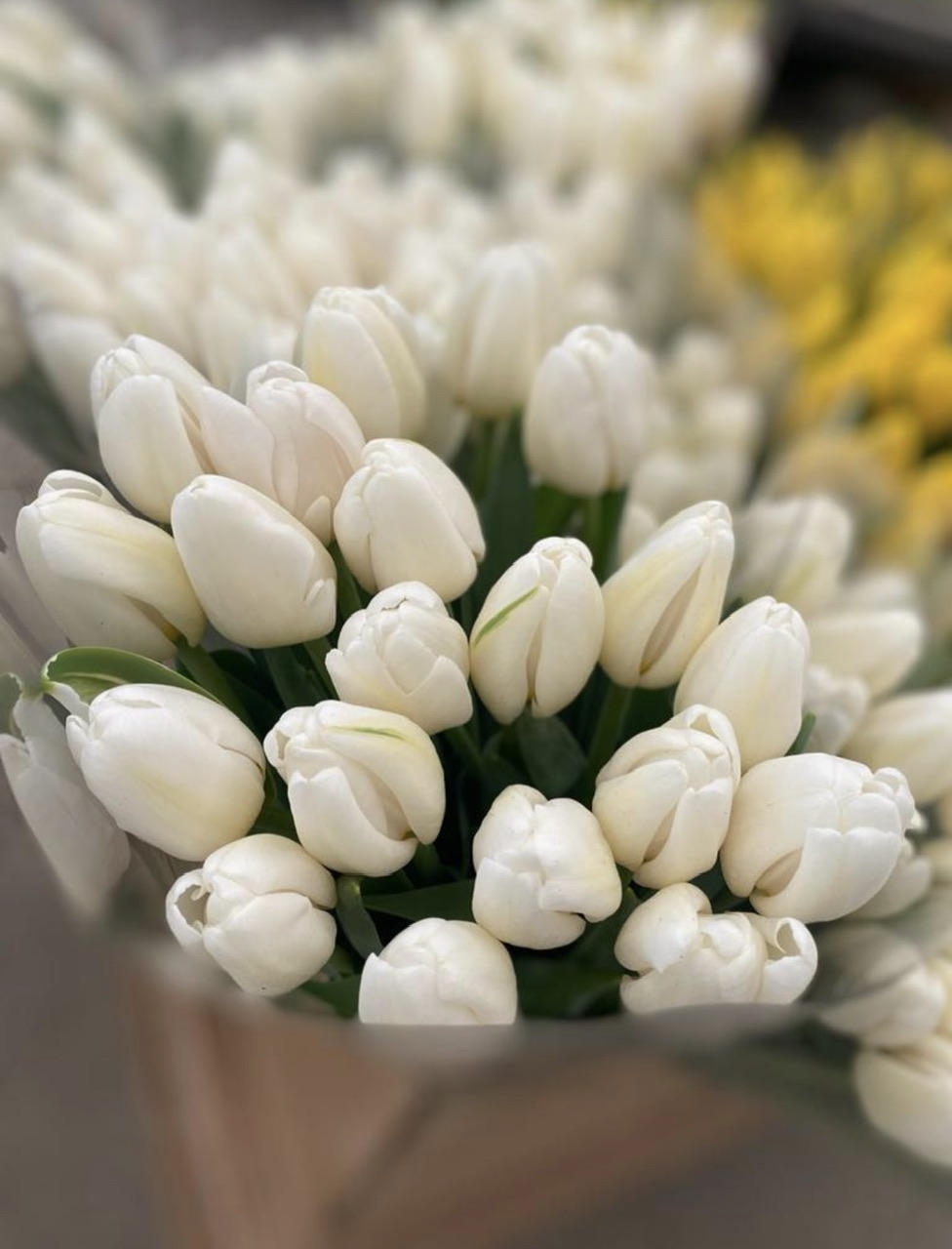 Тюльпаны гладкие