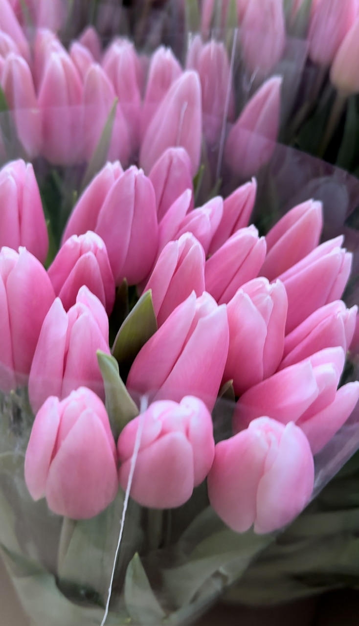 Тюльпаны гладкие