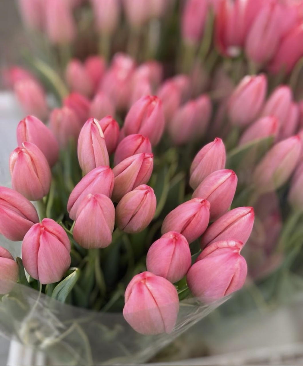 Тюльпаны гладкие