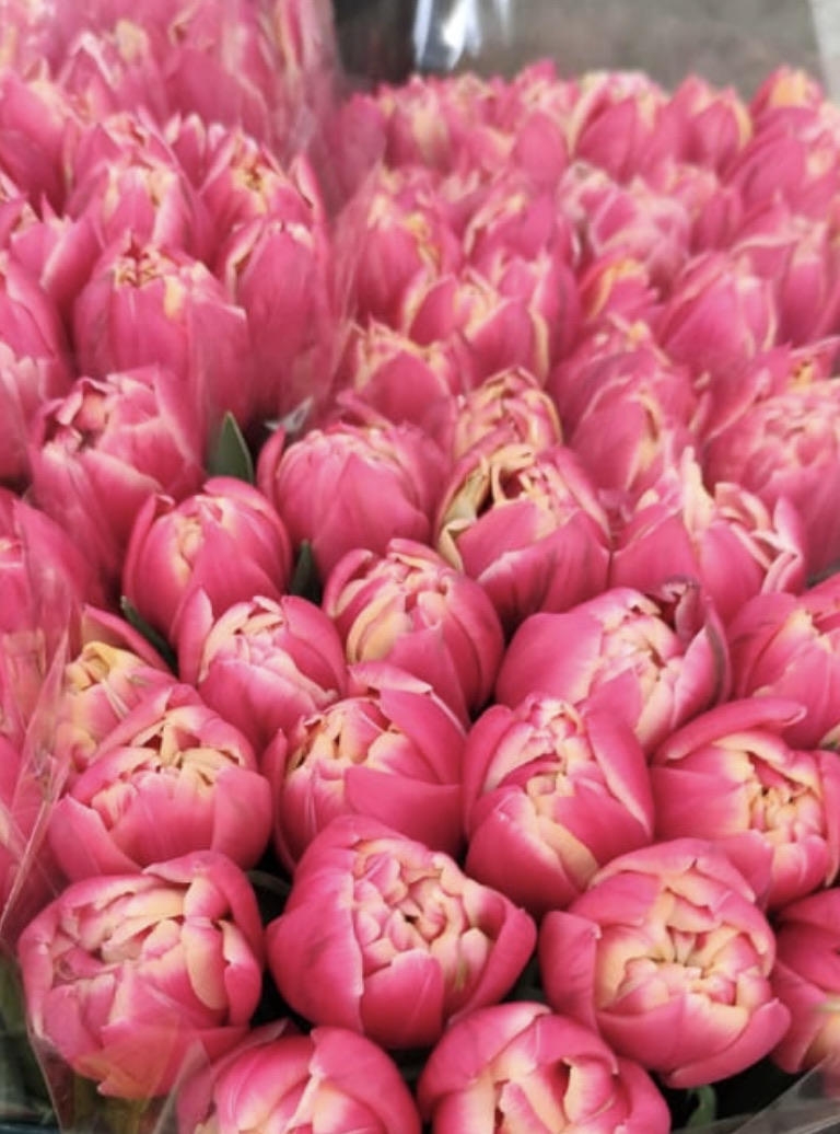 Тюльпаны пионовидные Колумбус