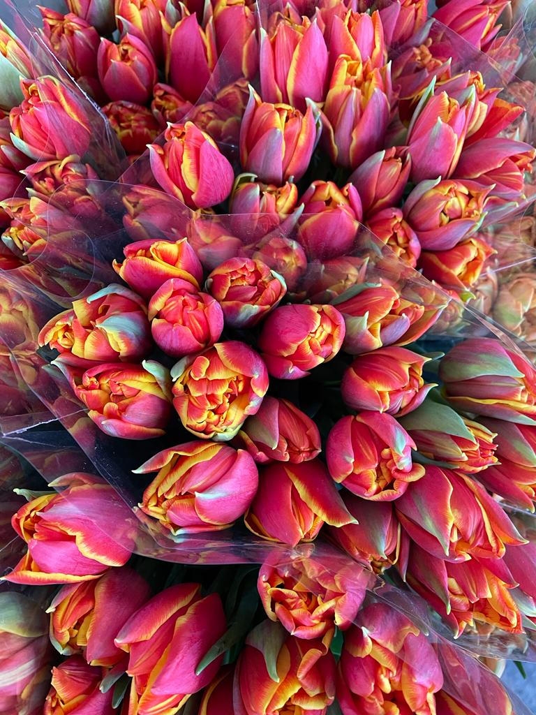 Тюльпаны пионовидные