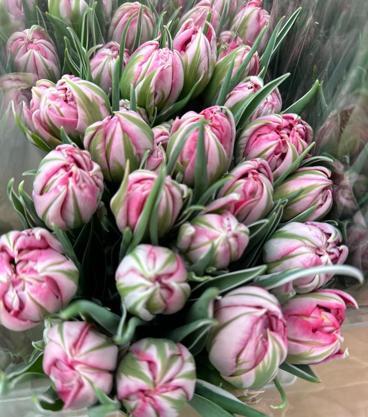 Тюльпаны пионовидные