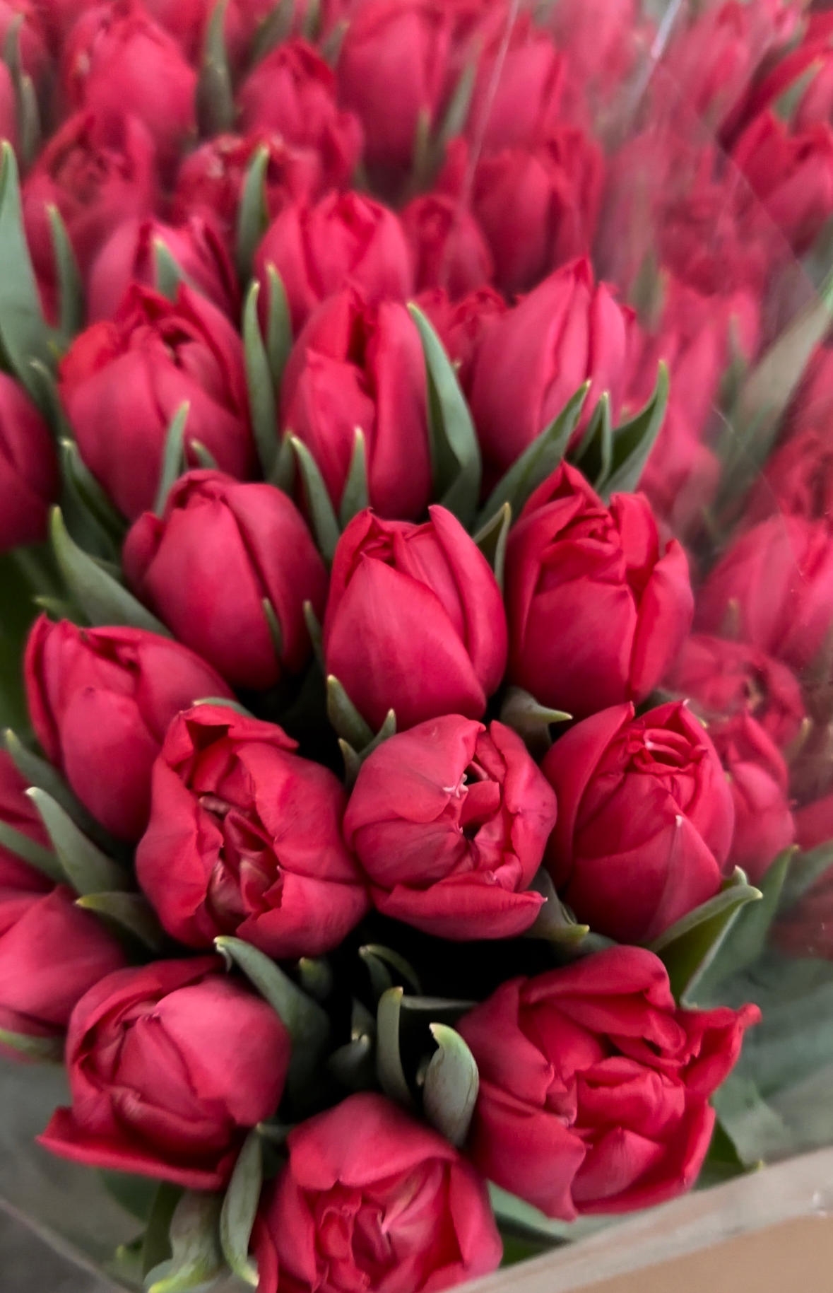 Тюльпаны пионовидные