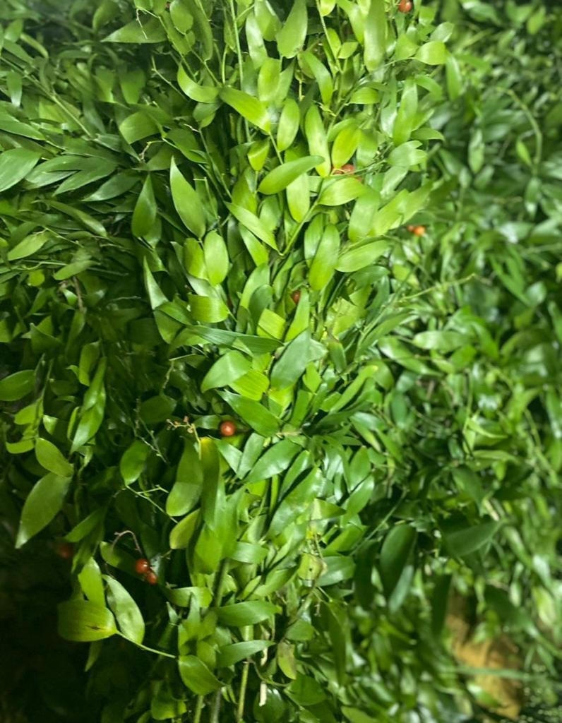 Рускус Итальянский опт