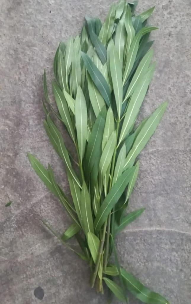 Олеандр опт