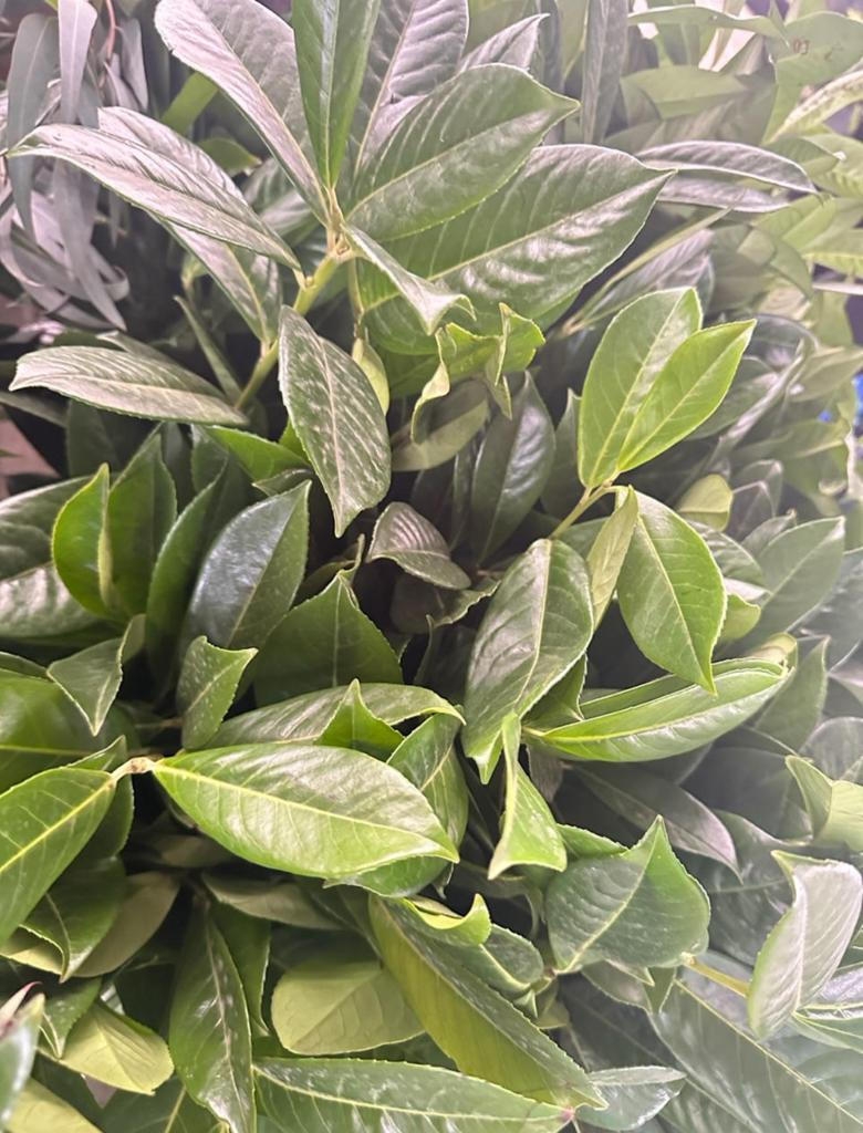 Лавровишня опт