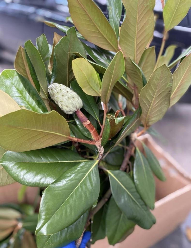 Магнолия опт