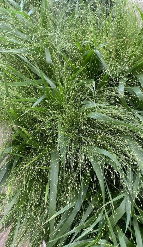 Паникум опт