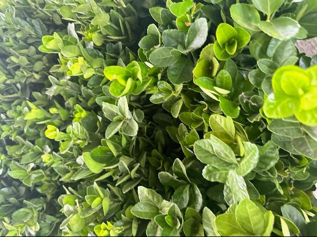 Бресклет опт