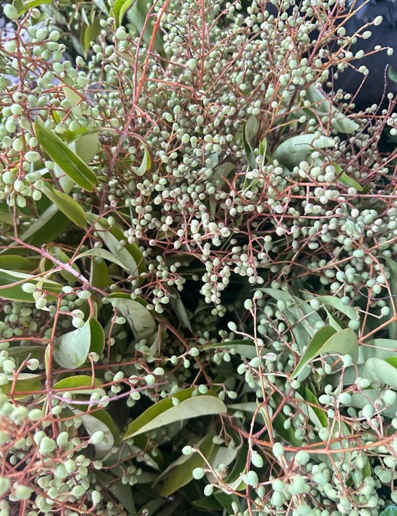 Лигуструм опт