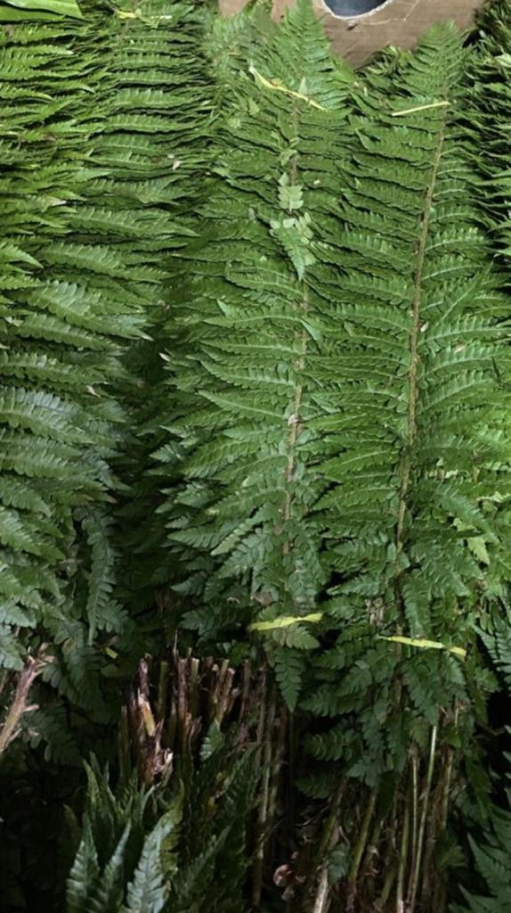 Папоротник опт