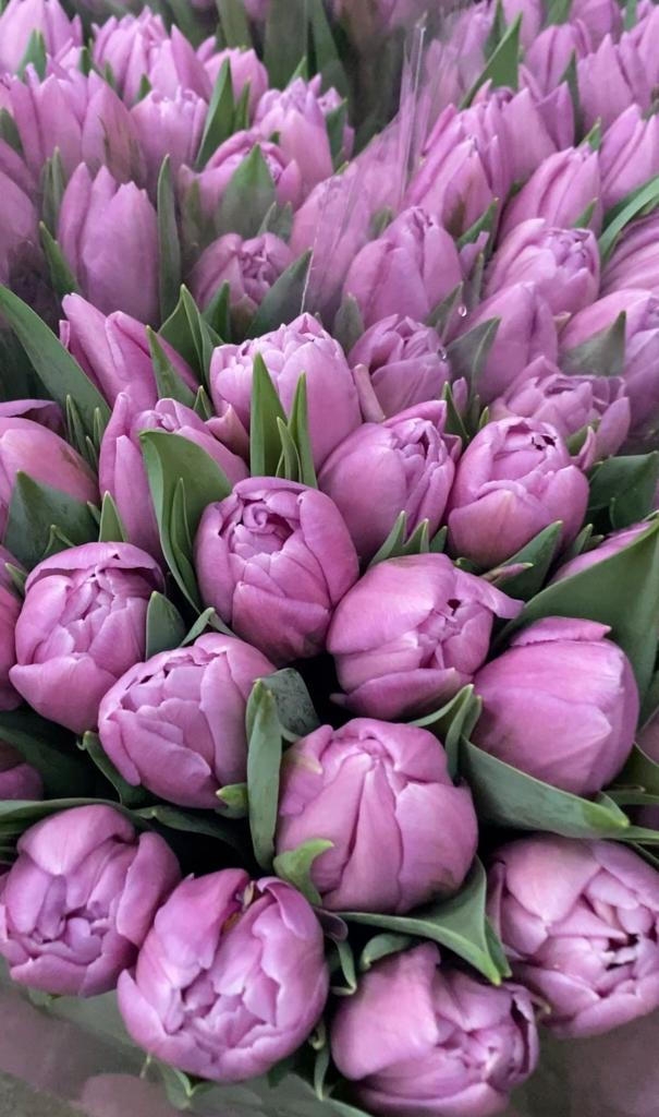 Тюльпаны пионовидные