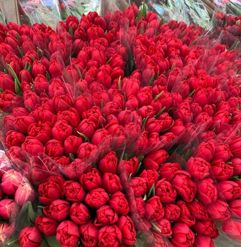 Тюльпаны пионовидные предзаказ