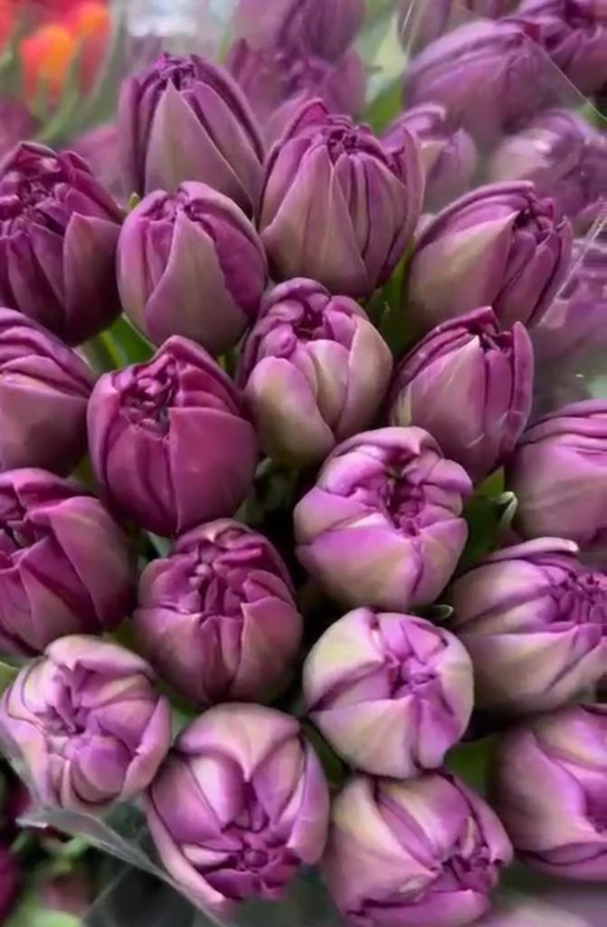 Тюльпаны пионовидные предзаказ