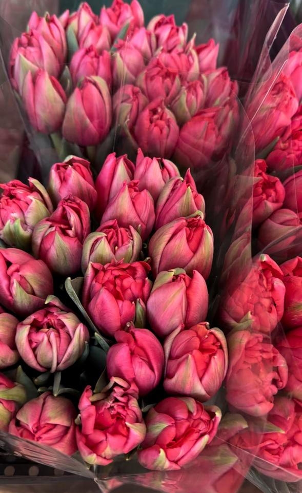 Тюльпаны пионовидные предзаказ