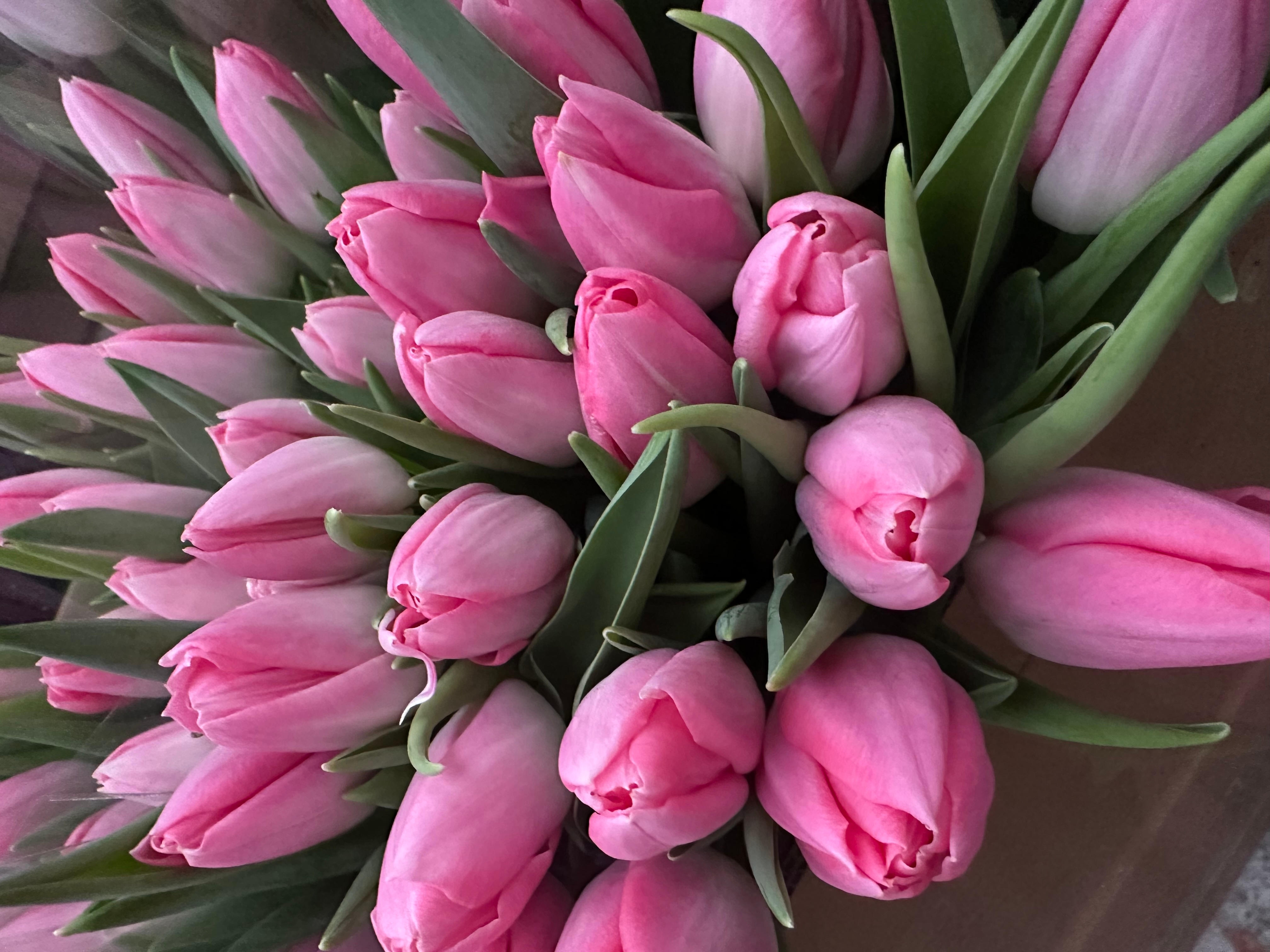 Тюльпаны гладкие предзаказ