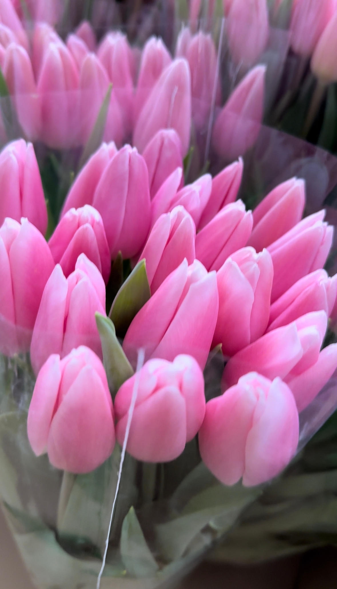 Тюльпаны гладкие предзаказ