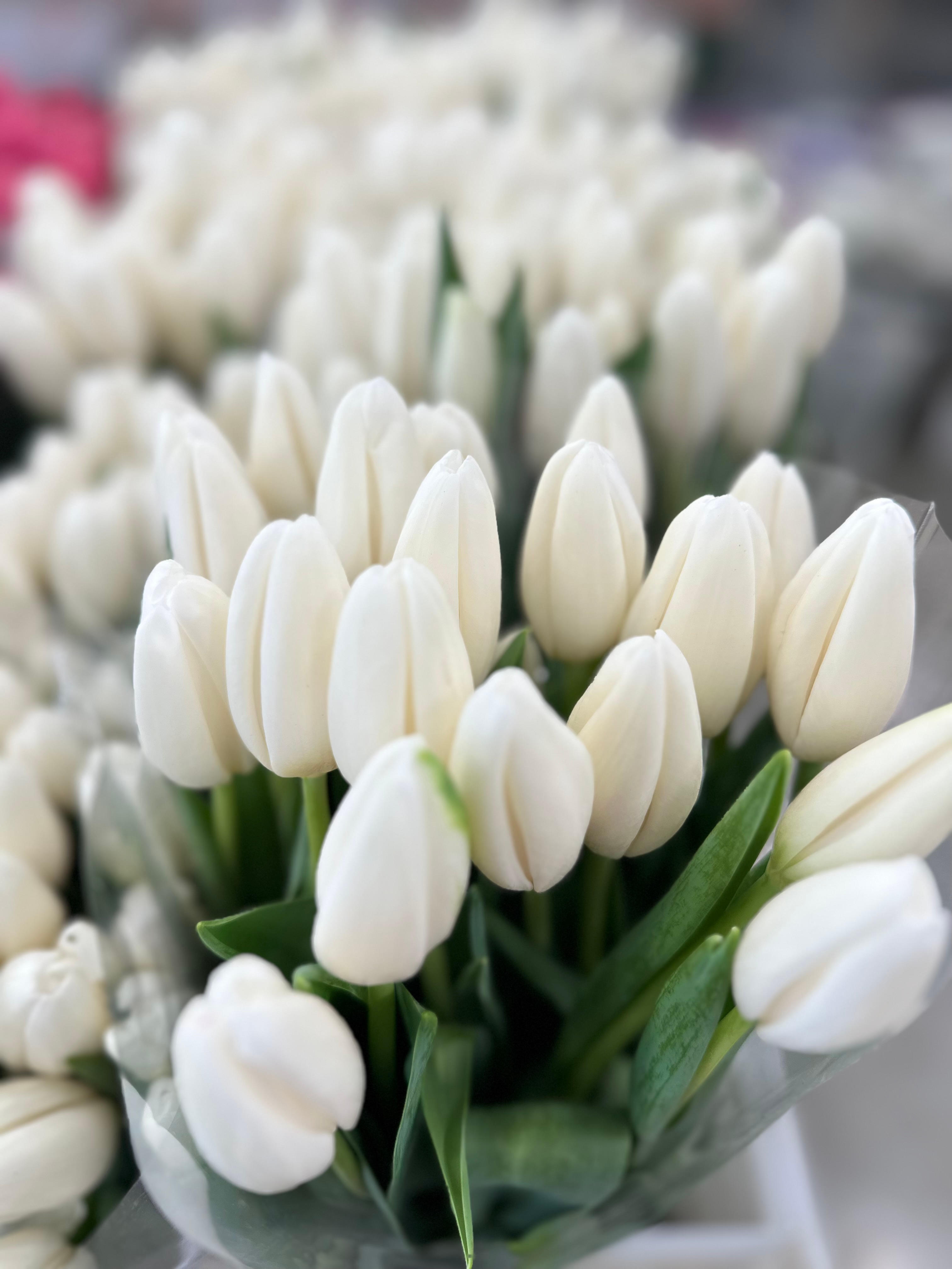 Тюльпаны гладкие предзаказ