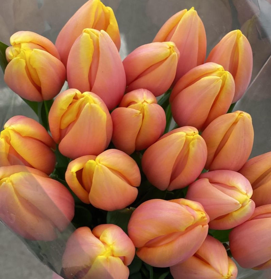 Тюльпаны гладкие предзаказ