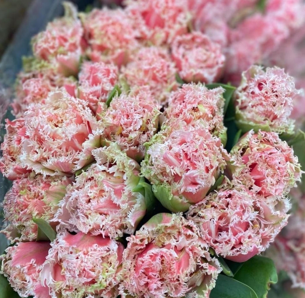 Тюльпаны пионовидные предзаказ Квинслед